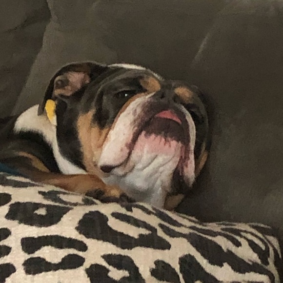 Meet your Posher, Abigail - Picture 3 of 3